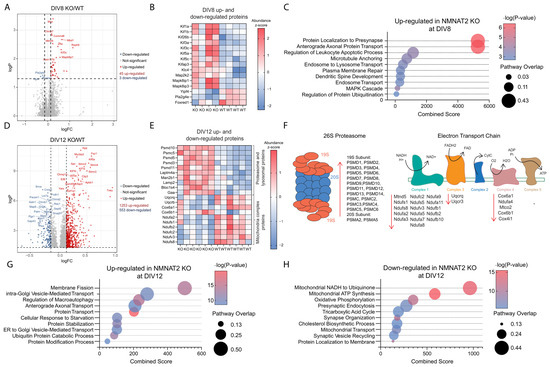 Neurodegenerative NMNAT2 Deficiency Promotes APP Processing in a