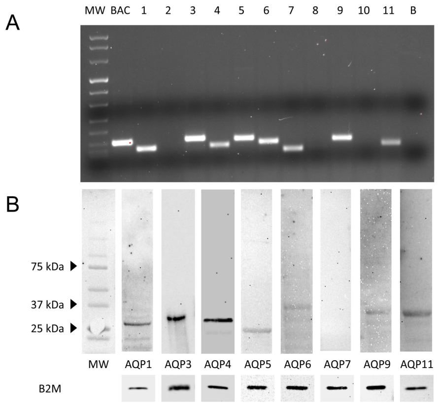 Cells 15 01112 g001 Cells 15 01112 g001