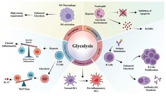 Mechanisms and Therapeutic Targets of Hypoxia-Mediated