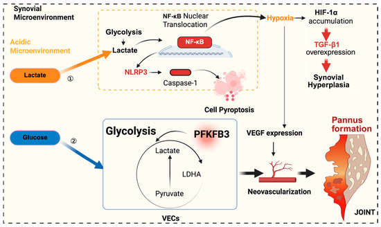 Mechanisms and Therapeutic Targets of Hypoxia-Mediated