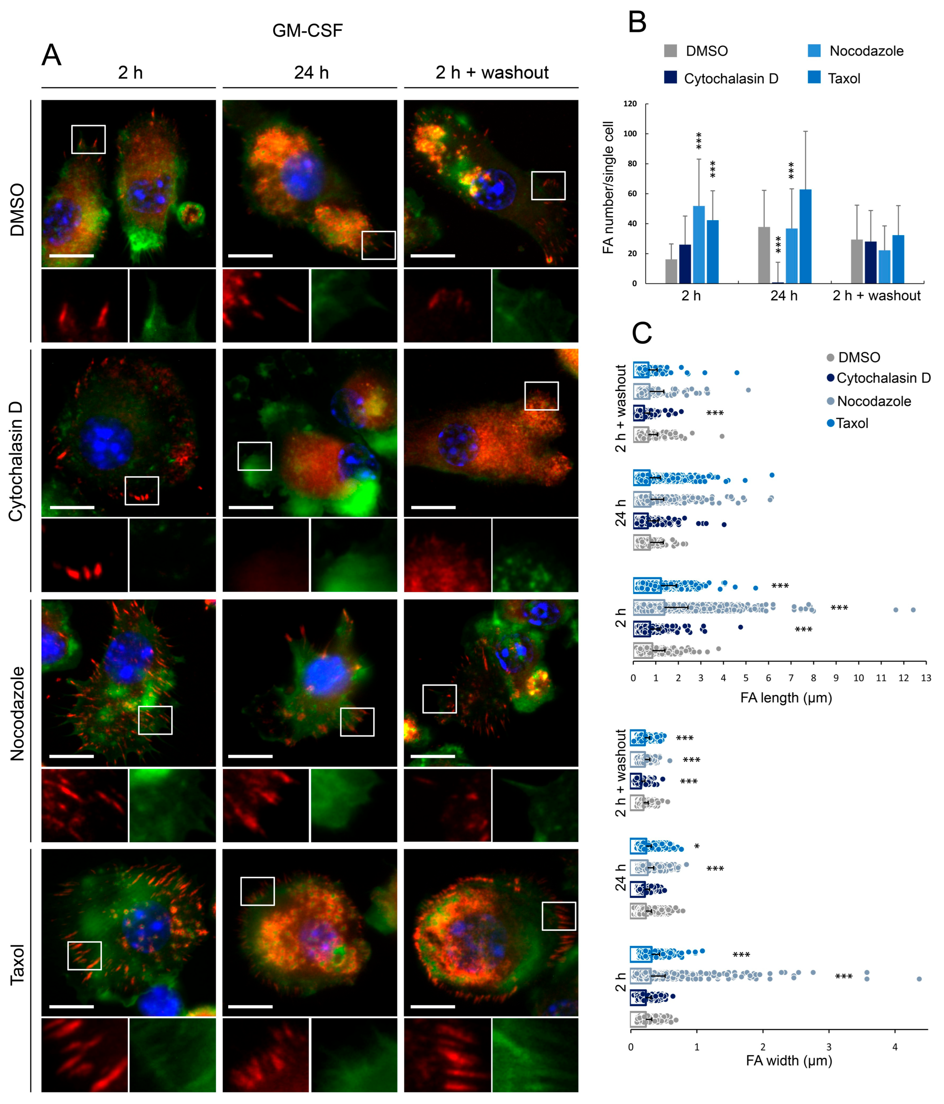 Cells 15 01125 g005 Cells 15 01125 g005