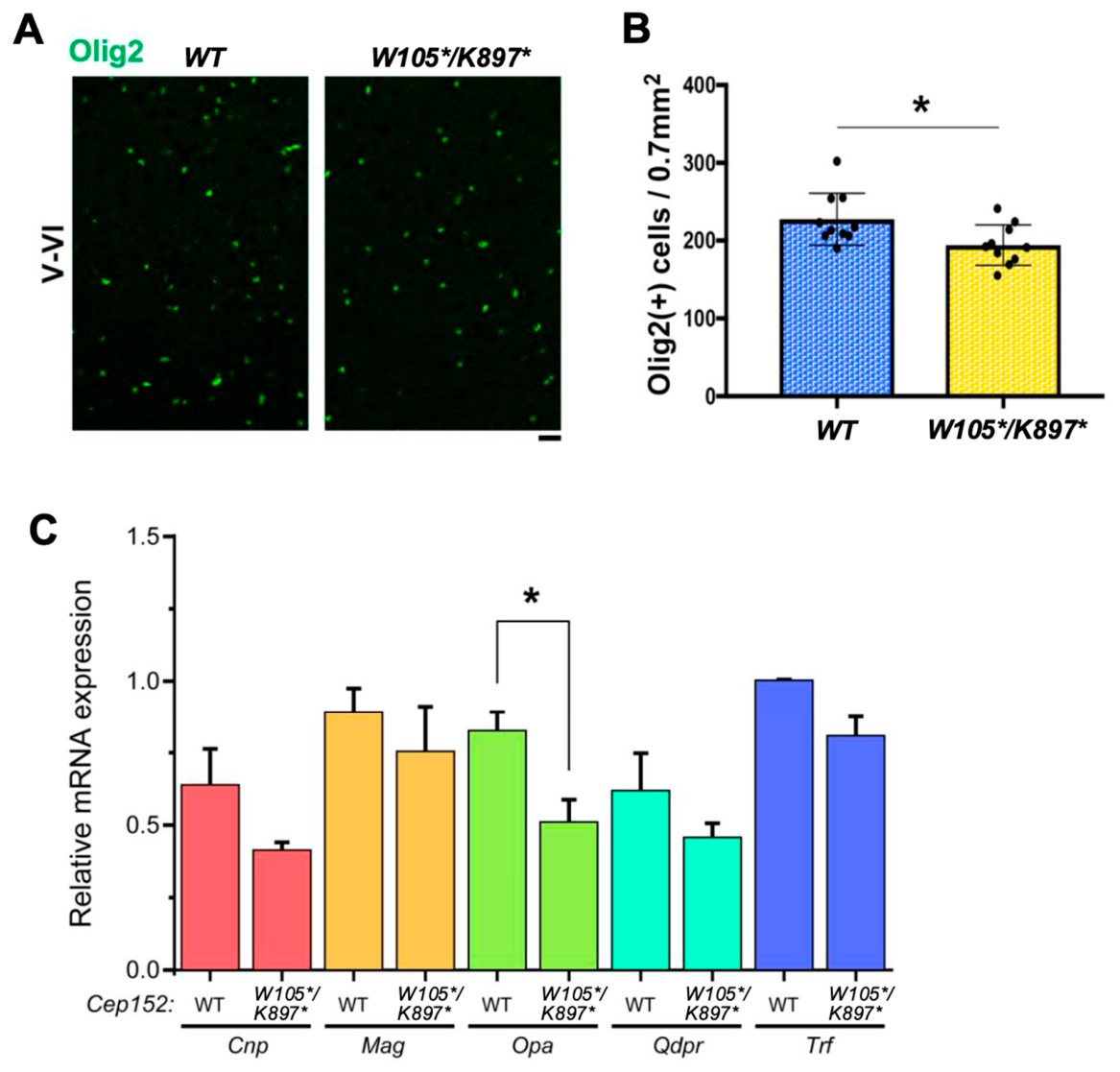 Cells 15 01148 g005