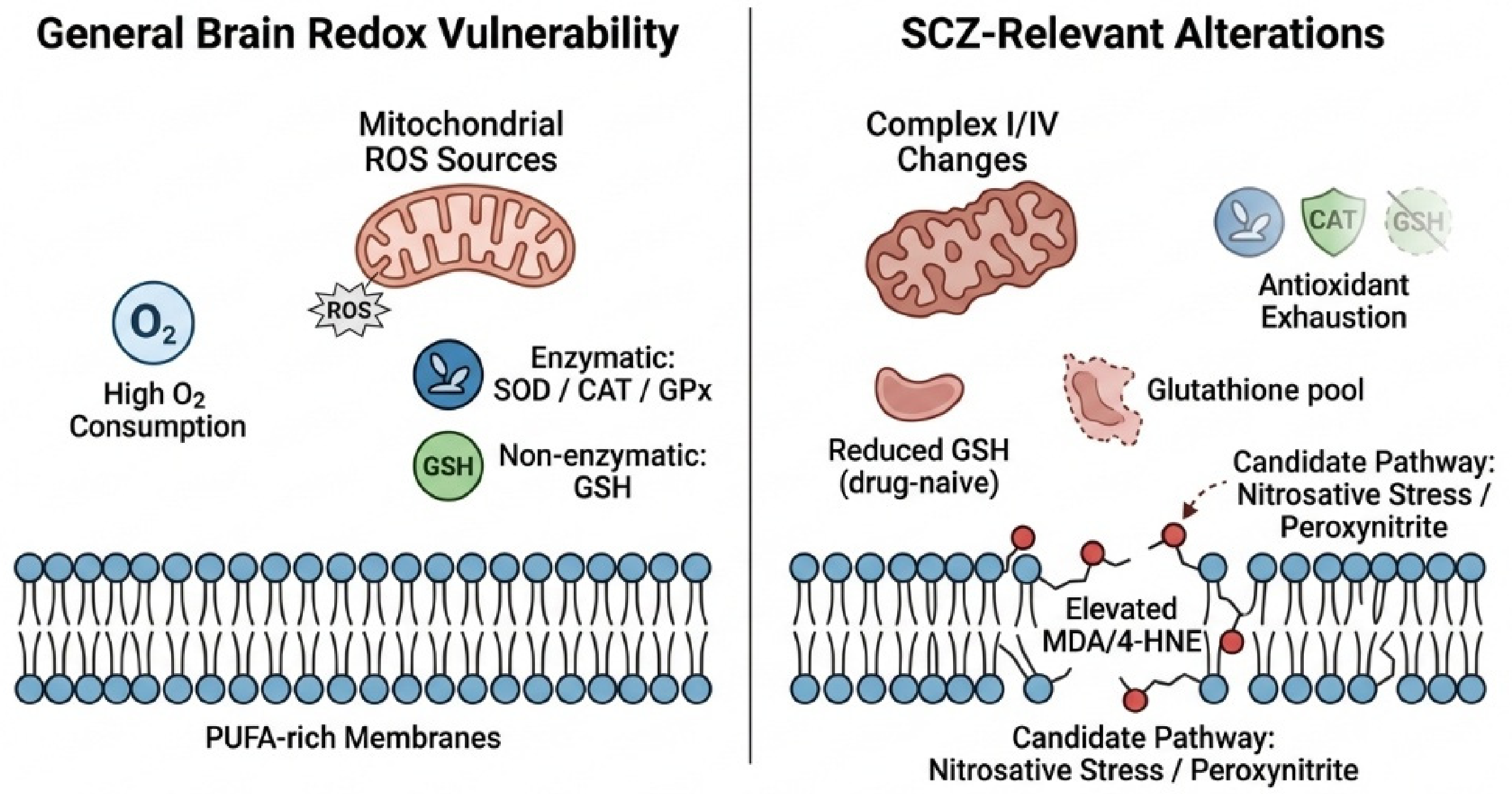 Cells 15 01153 g001