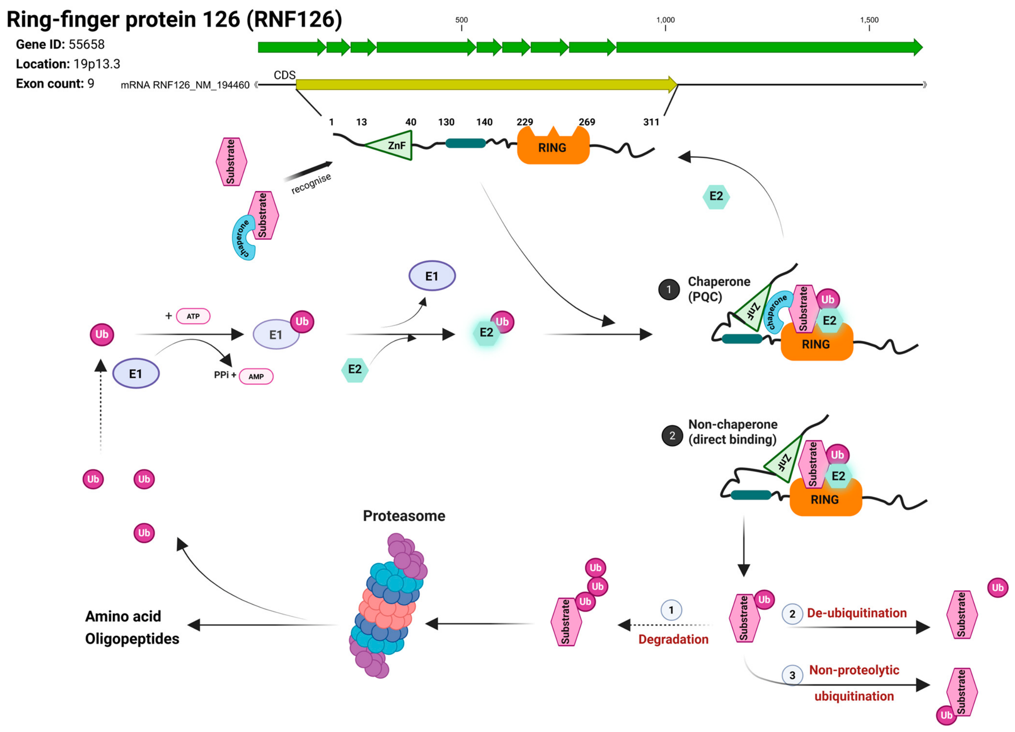 Cells 15 01157 g001