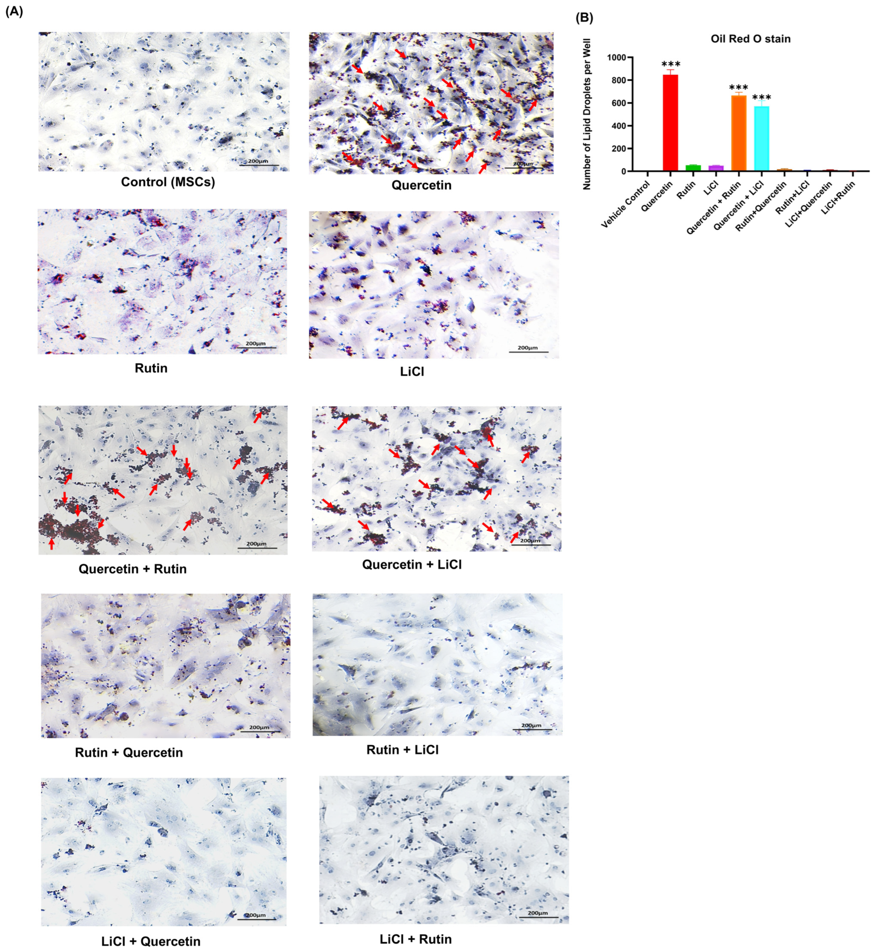 Cells 15 01206 g005 Cells 15 01206 g005