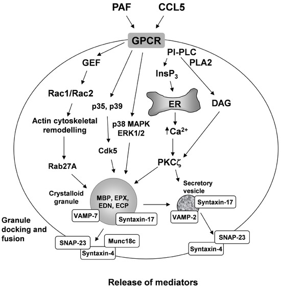 Mechanisms of Eosinophil Degranulation