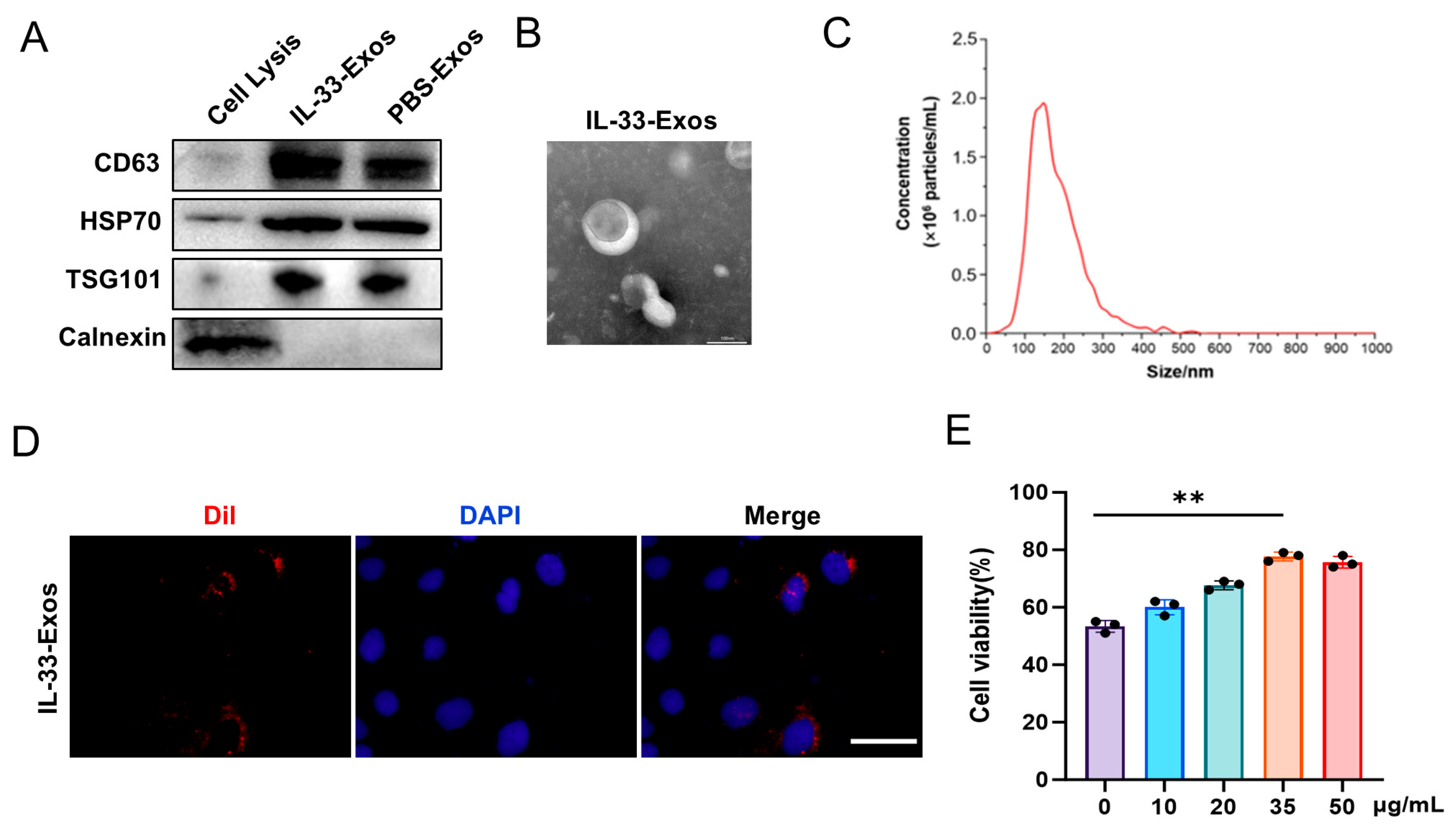 Cells 15 01217 g001 Cells 15 01217 g001