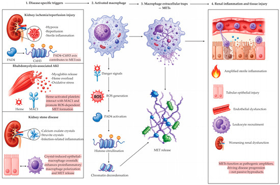 Macrophage Extracellular Traps in Health and Disease: Current