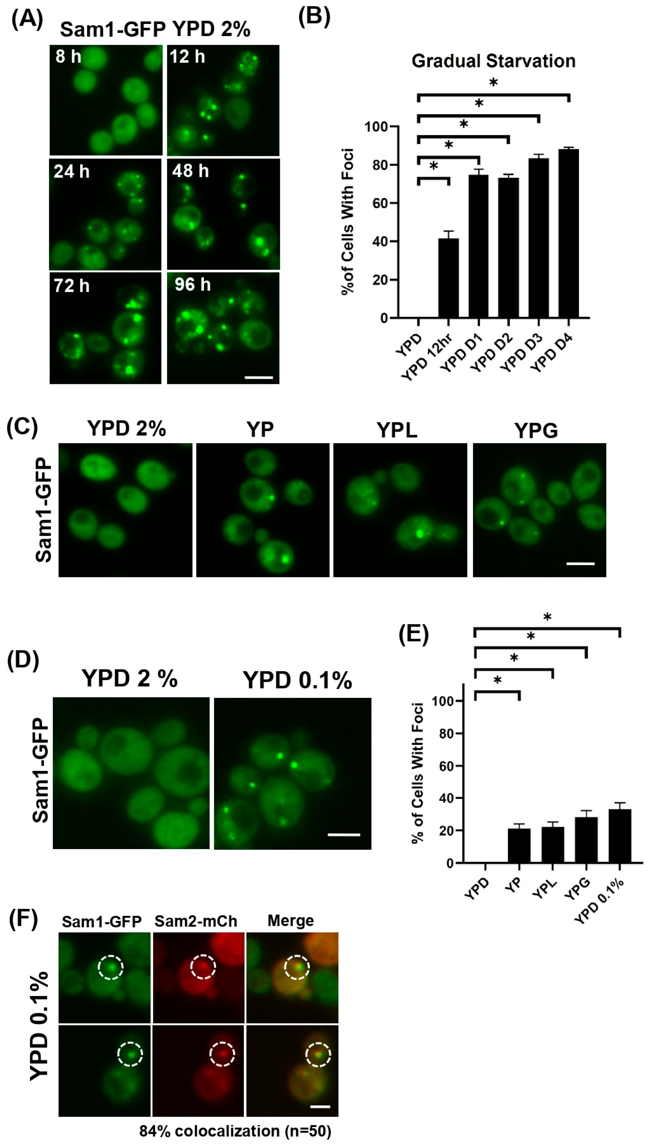 Cells 15 01267 g001