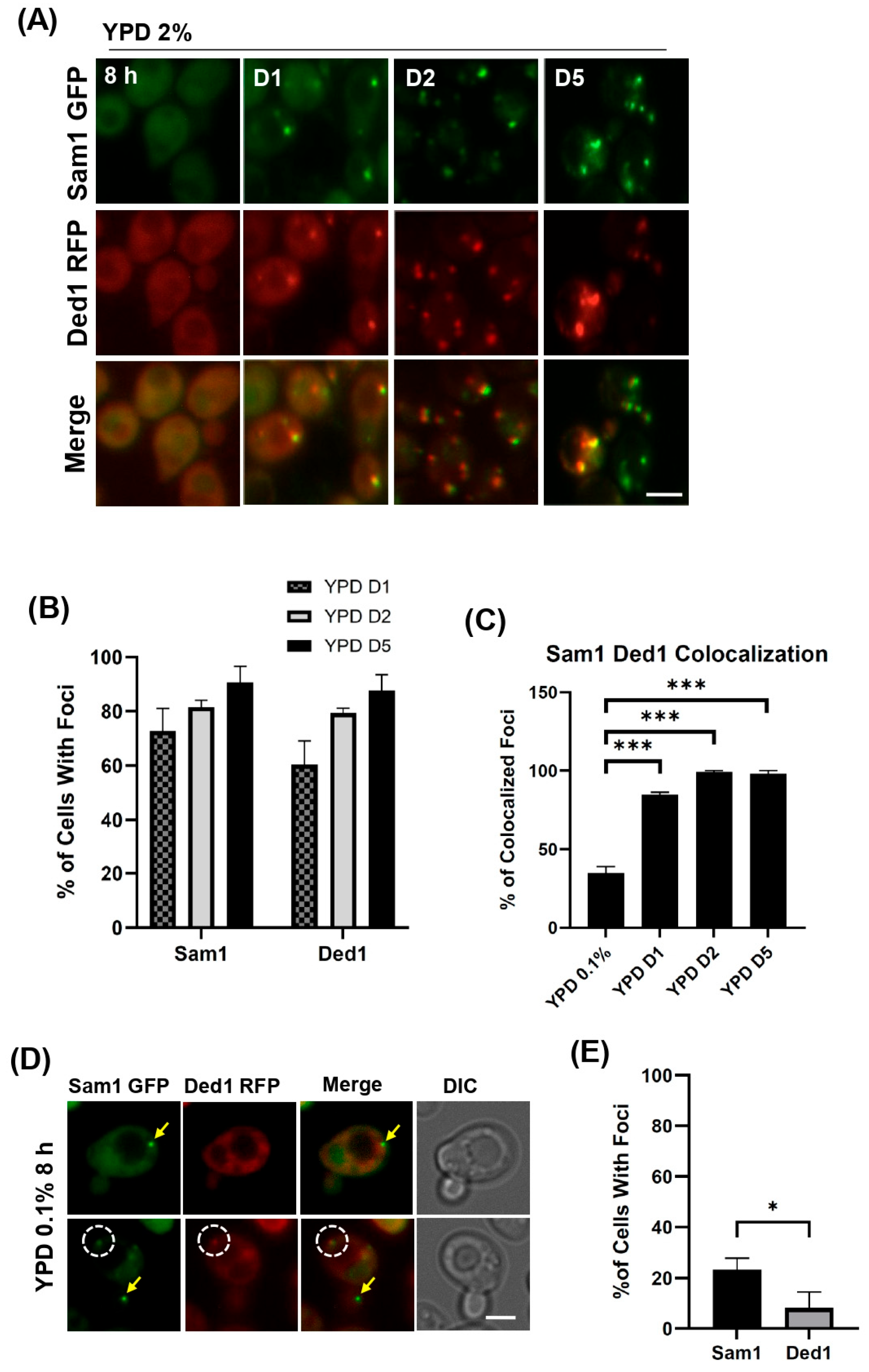 Cells 15 01267 g002