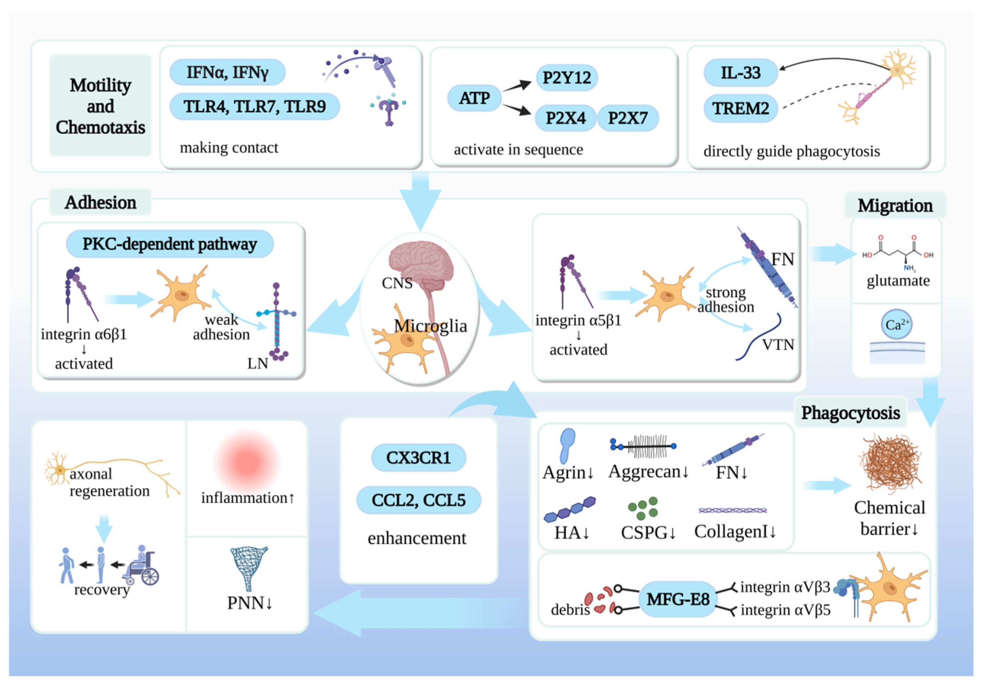 Cells 15 01268 g006 Cells 15 01268 g006