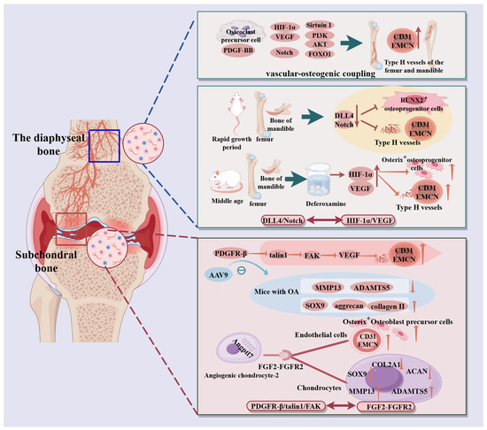 Pharmacological Targeting of Type H Endothelial Cells in Knee