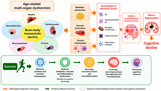 Exercise as a Systemic Prevention and Management for Alzheimer's