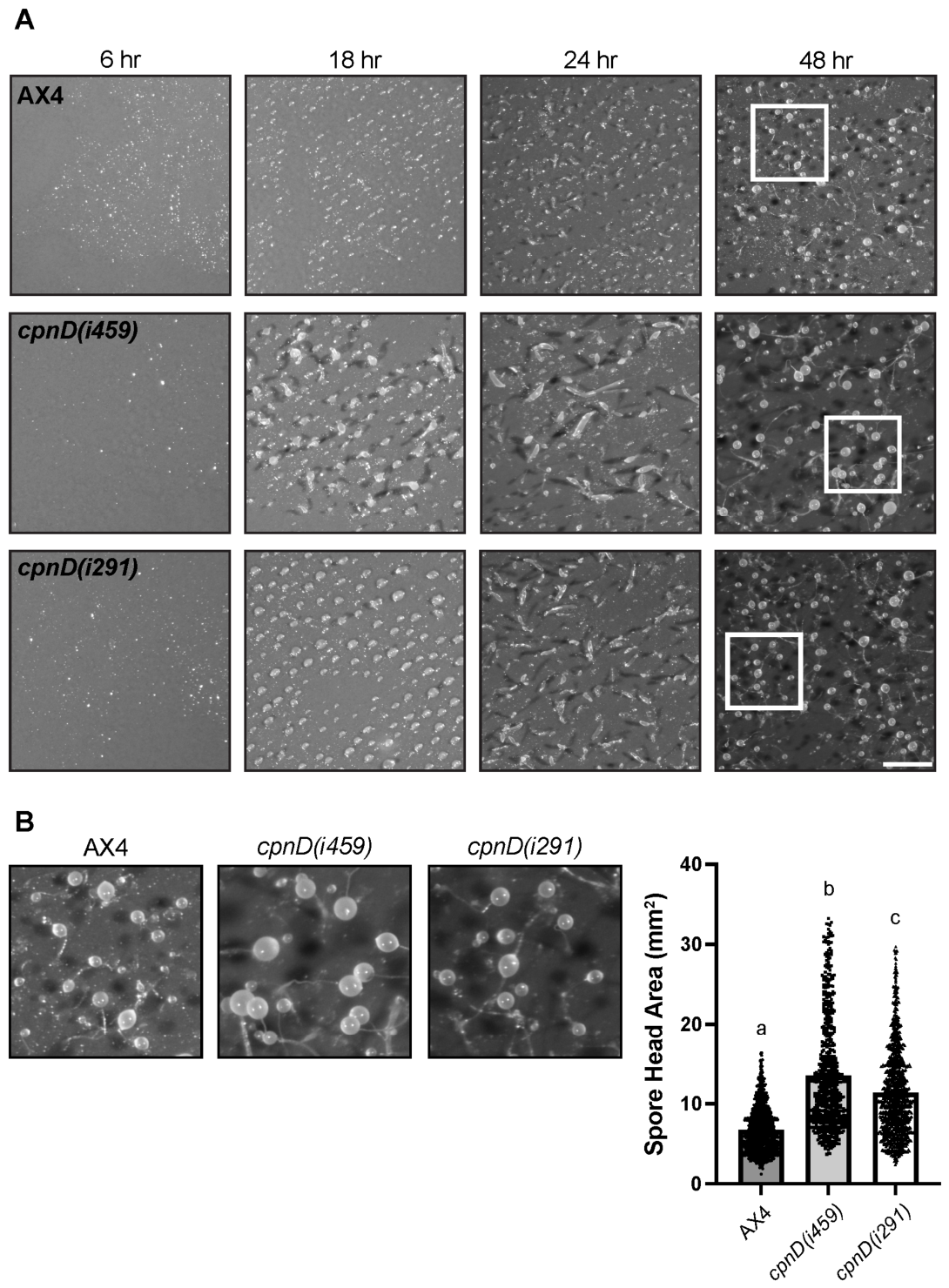 Cells 15 01389 g002 Cells 15 01389 g002