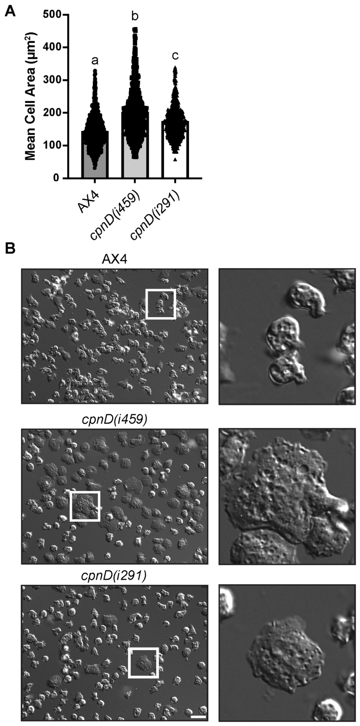 Cells 15 01389 g003 Cells 15 01389 g003