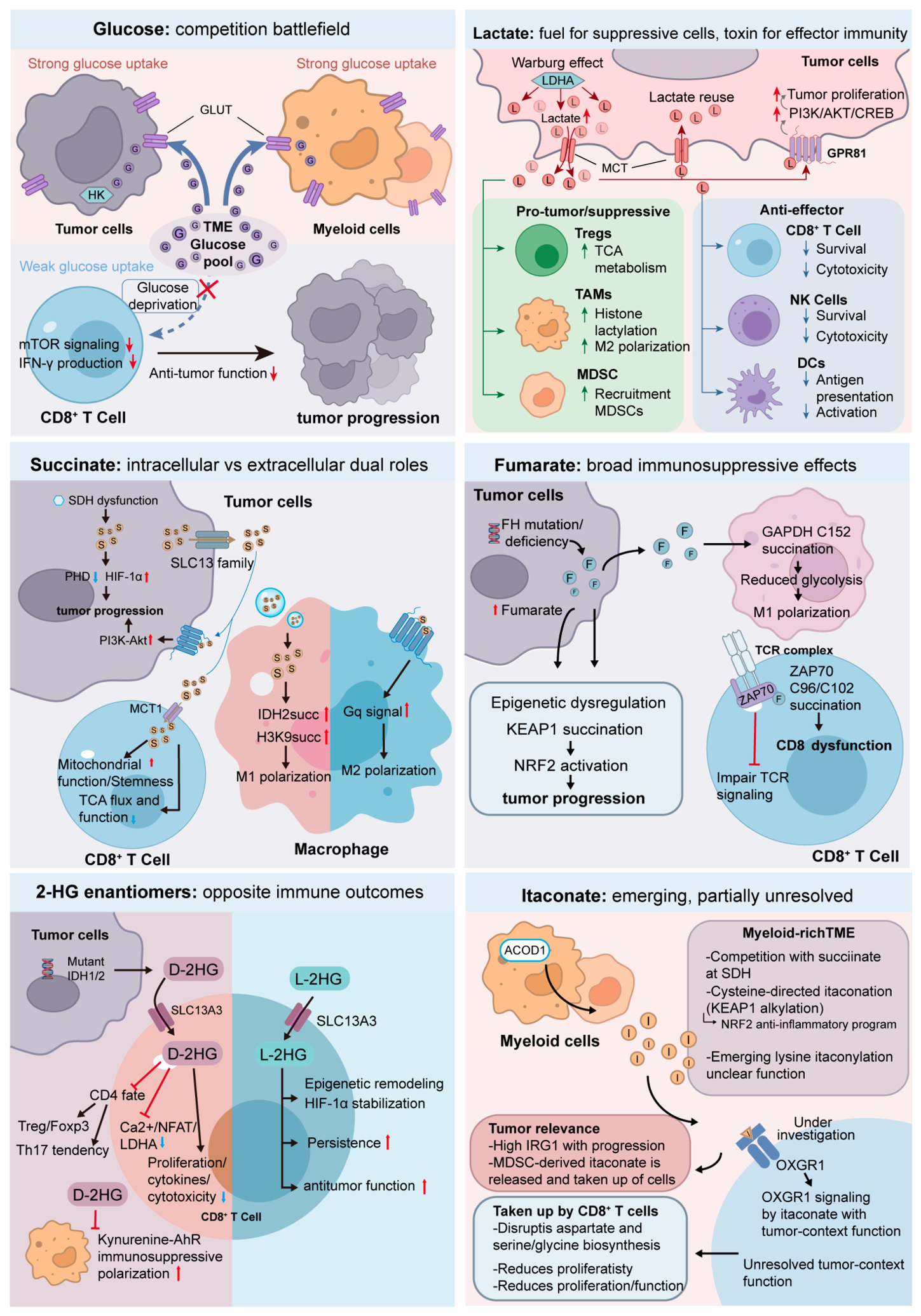 Metabolic Bottlenecks and Opportunities: Reshaping the Tumor