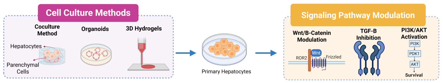 Cells 15 01465 g002 Cells 15 01465 g002