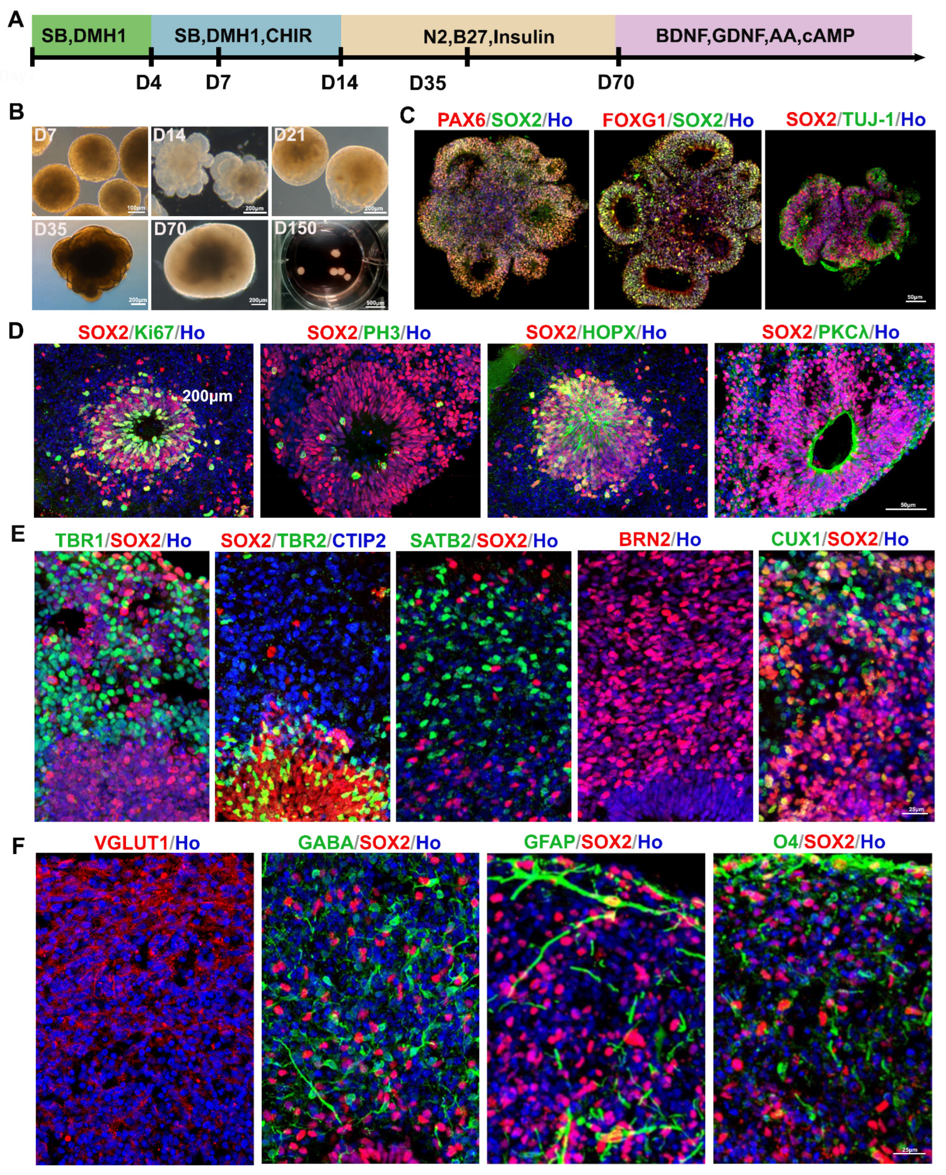 Cells 15 01466 g001 Cells 15 01466 g001