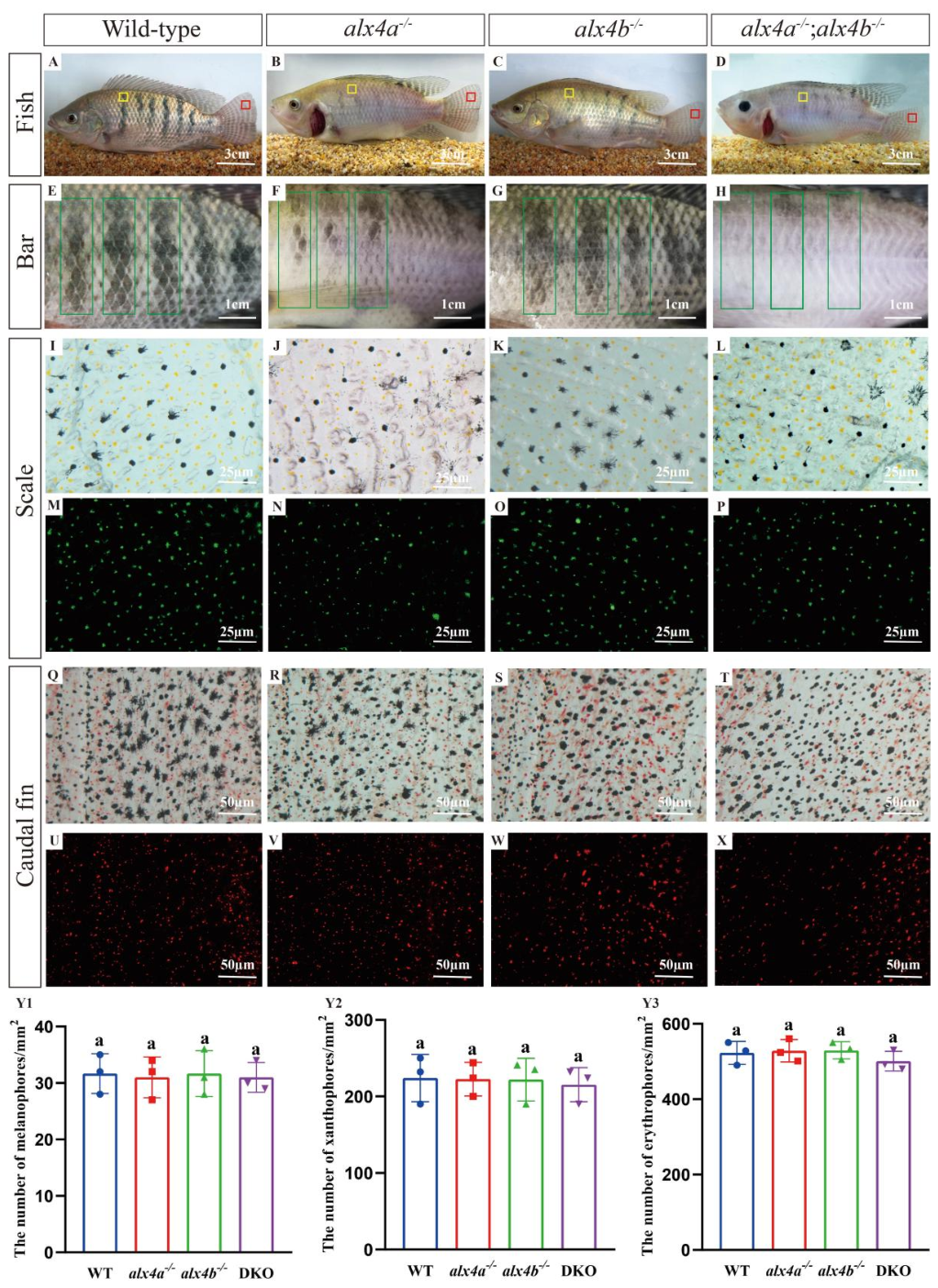 Cells 15 01512 g004