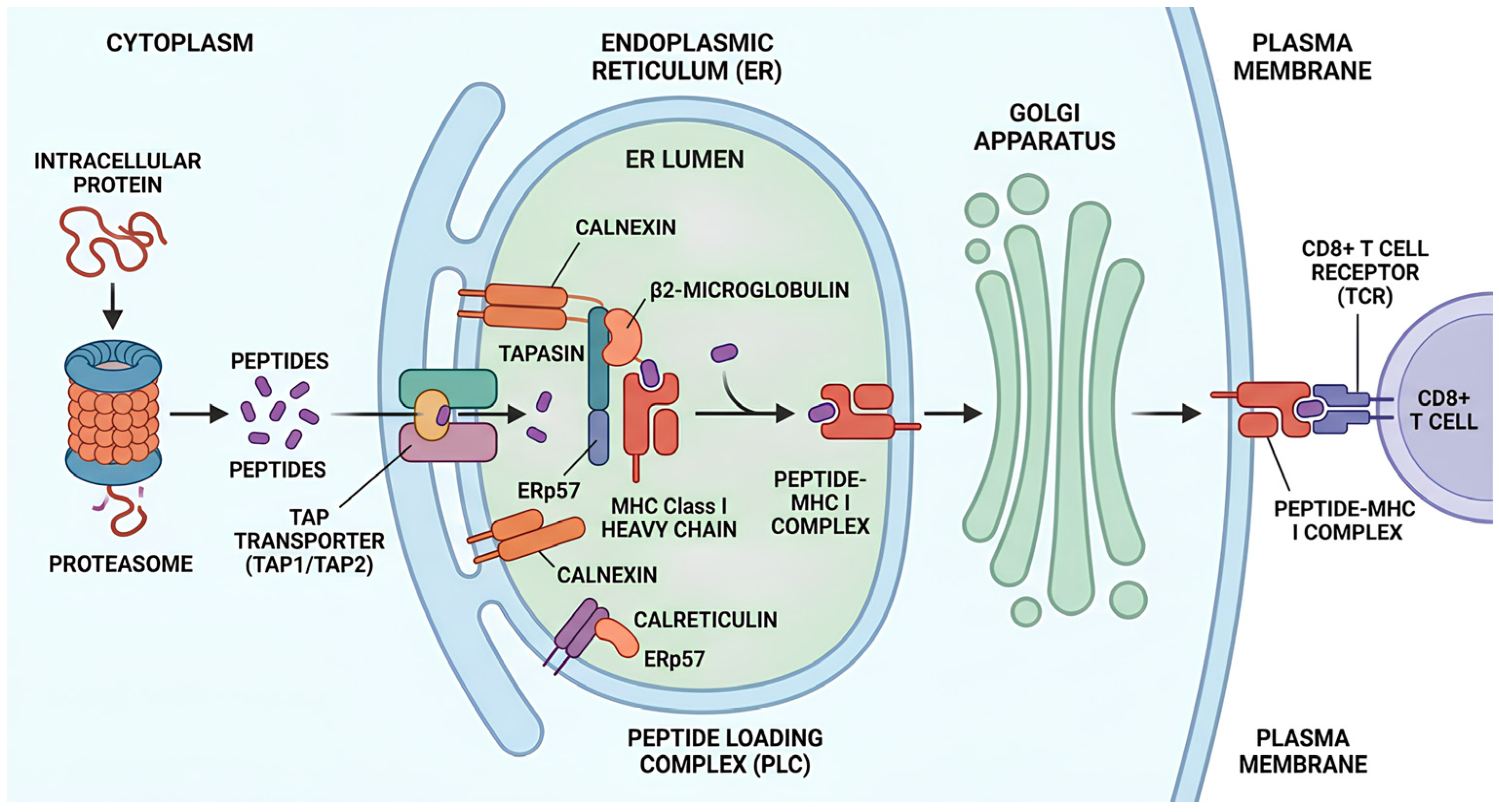 Cells 15 01513 g001