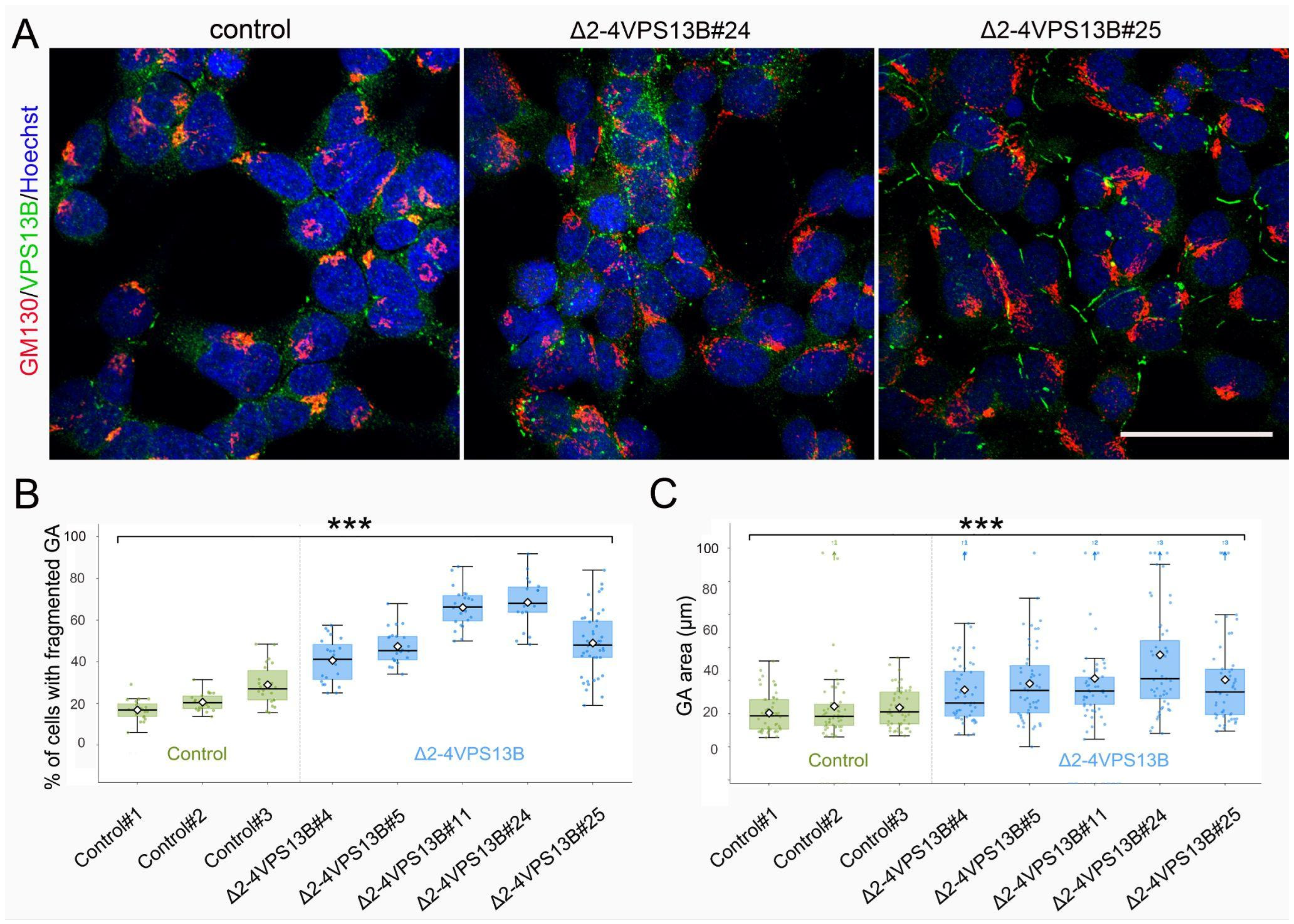 Cells 15 01535 g002 Cells 15 01535 g002