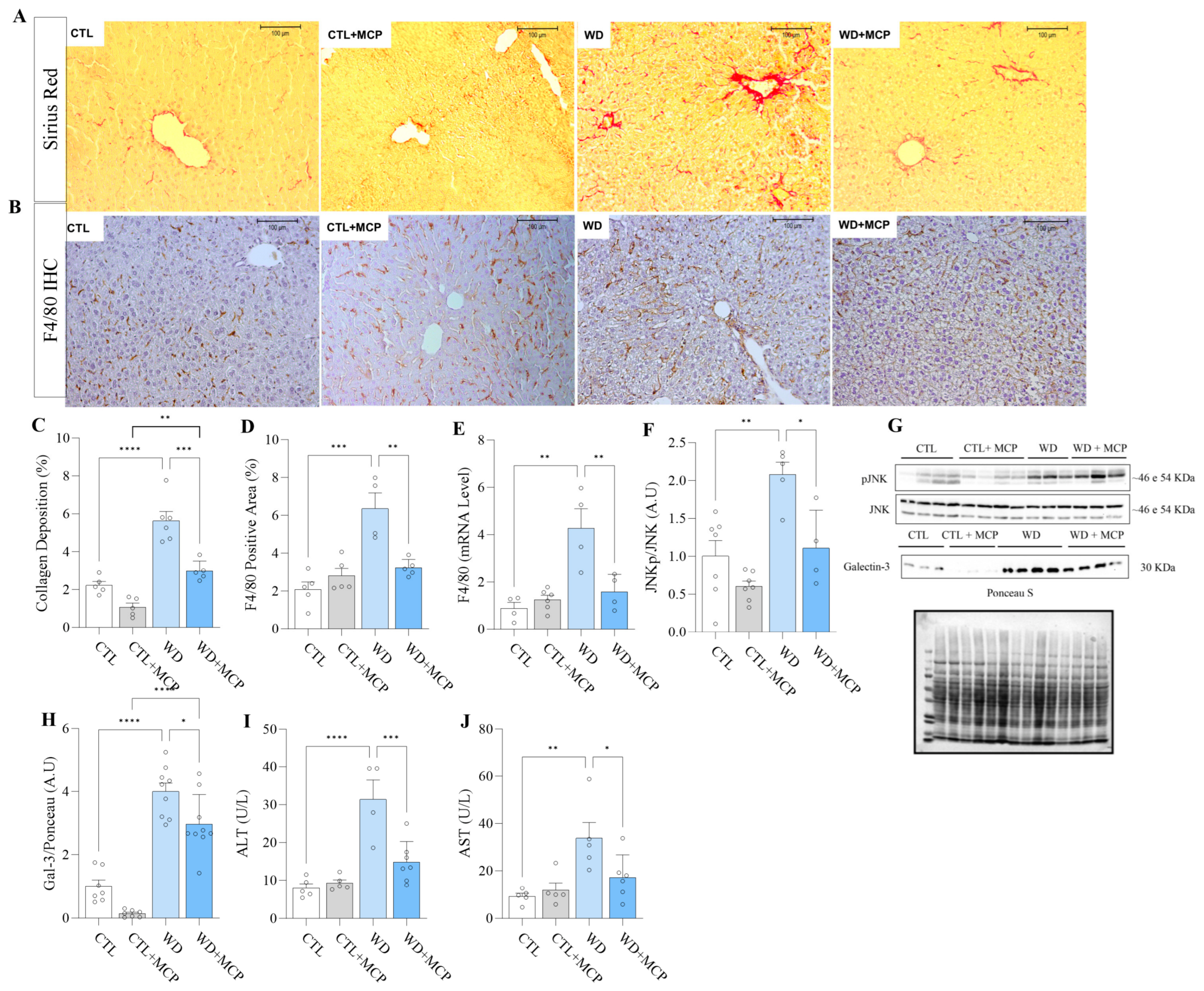 Cells 15 01544 g005