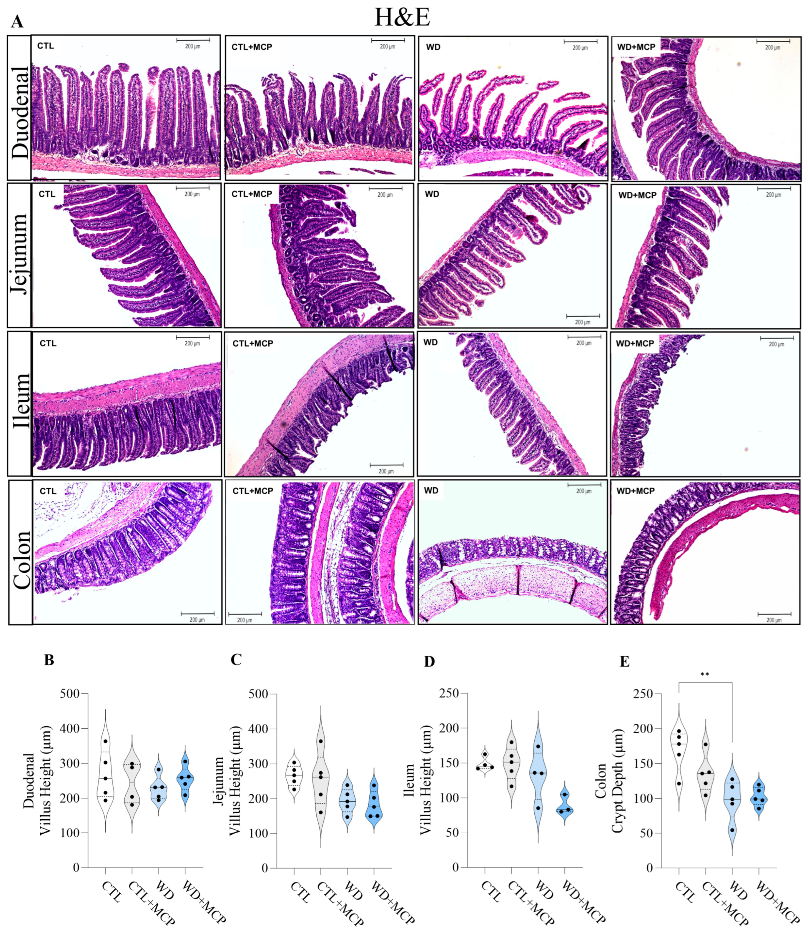 Cells 15 01544 g007