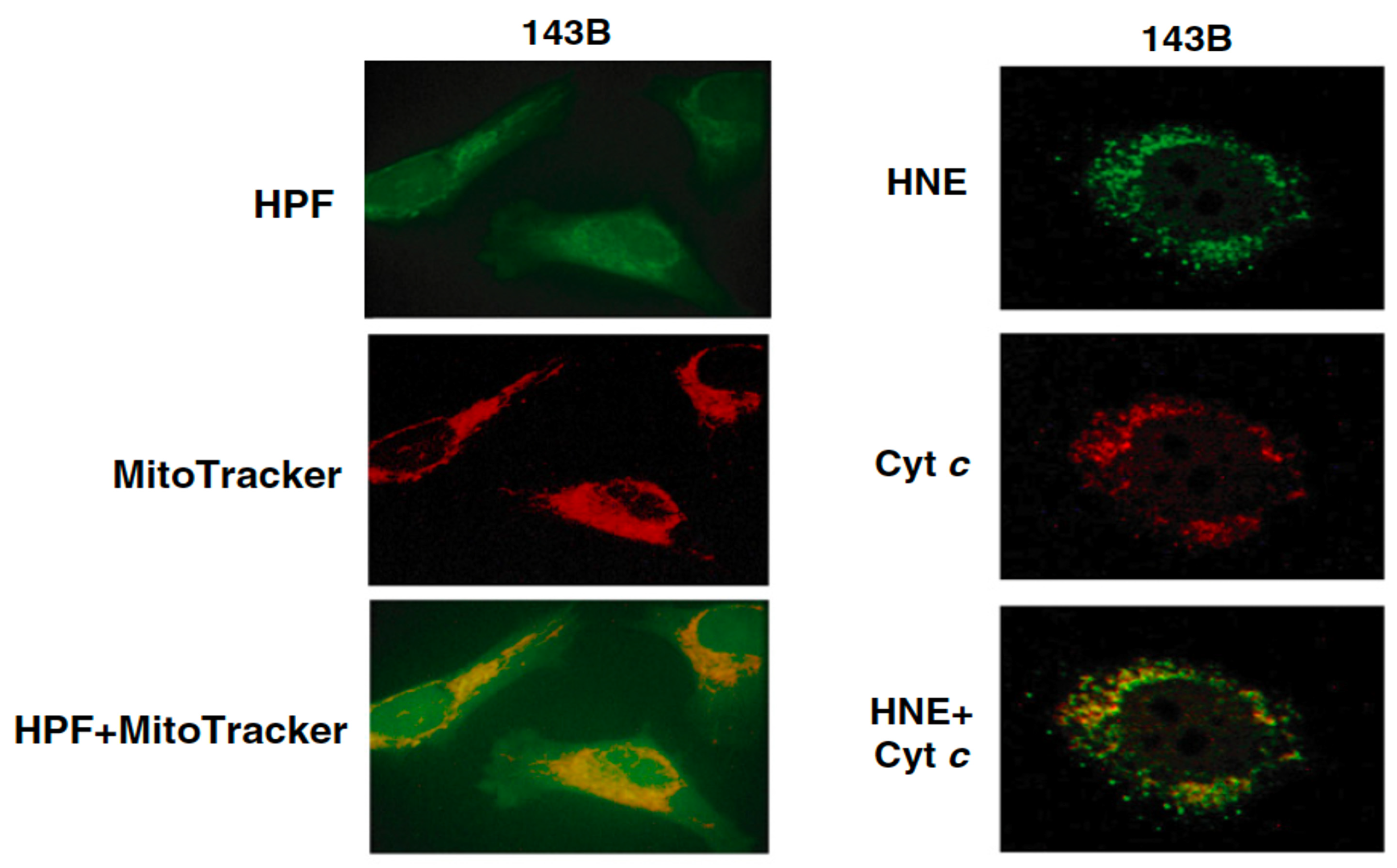 Cells 15 01601 g002 Cells 15 01601 g002