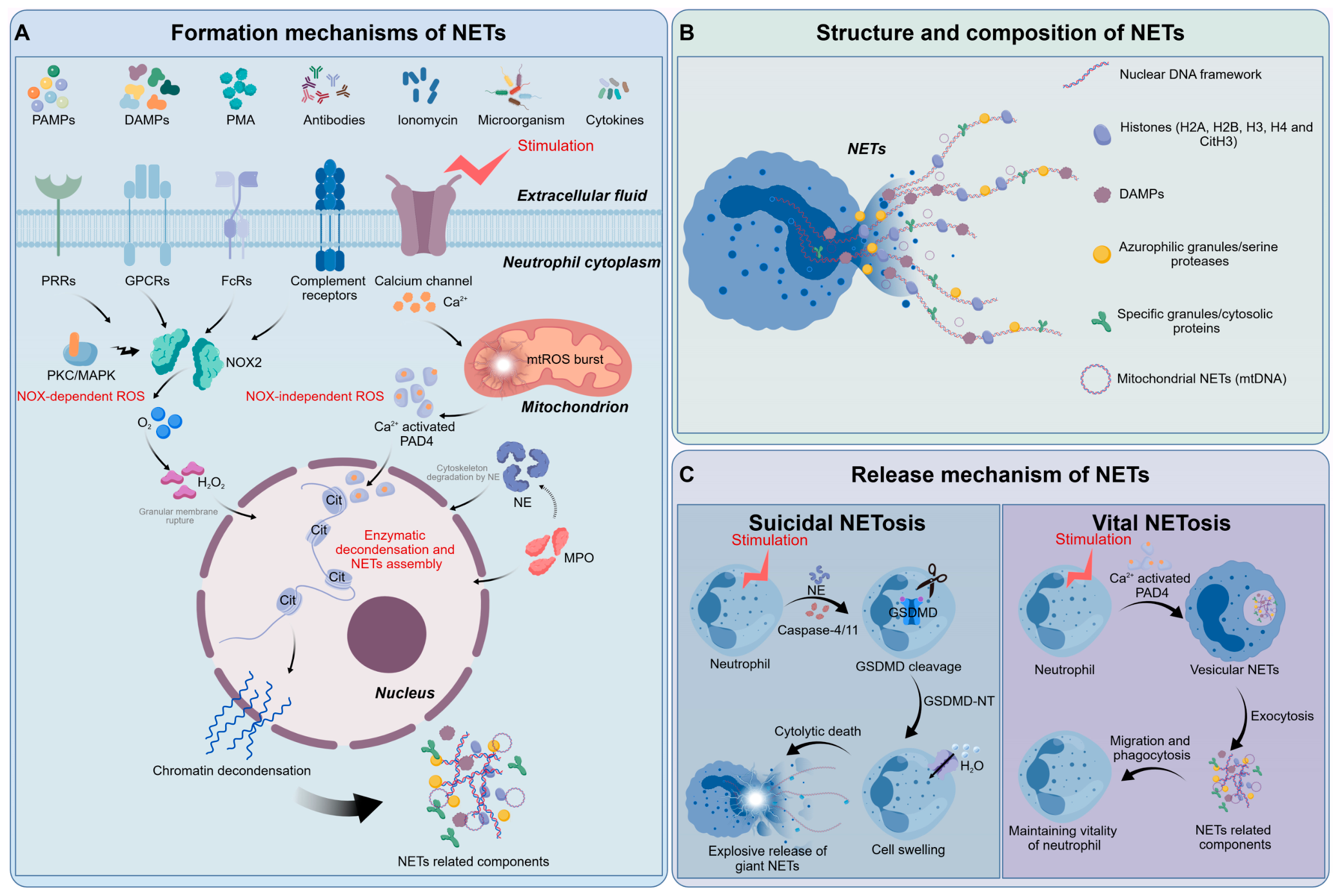 newにに　3個セット Pathophysiological Effects and Targeted Therapy Strategies of