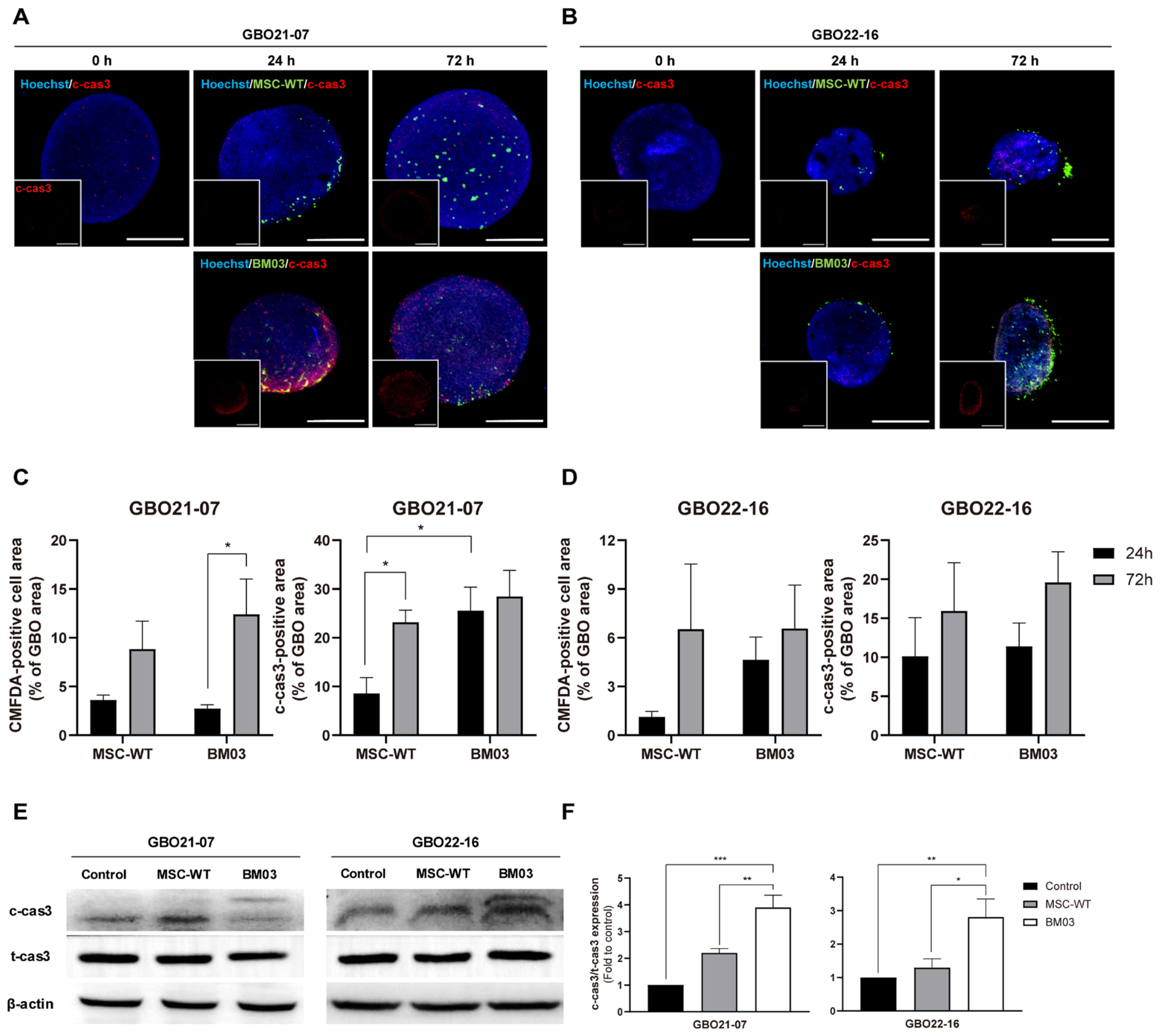 Cells 15 01620 g005 Cells 15 01620 g005