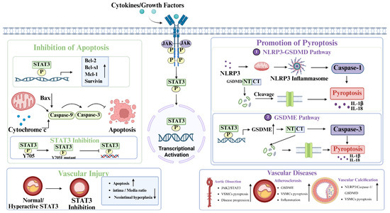 Molecular Mechanisms and Therapeutic Targeting of the STAT3