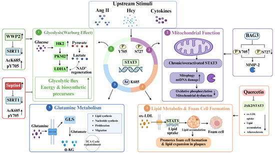 Molecular Mechanisms and Therapeutic Targeting of the STAT3