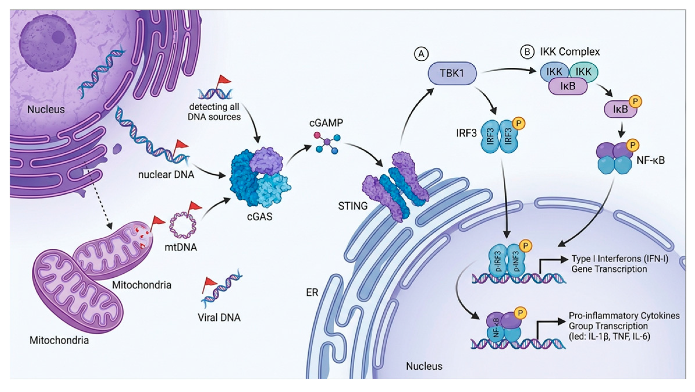 Cells 15 01631 g001