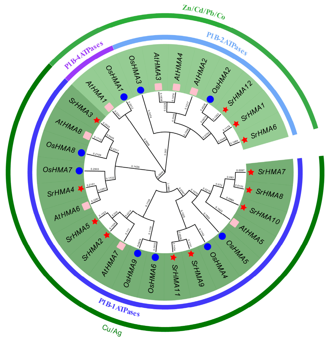 Cells 15 01646 g001