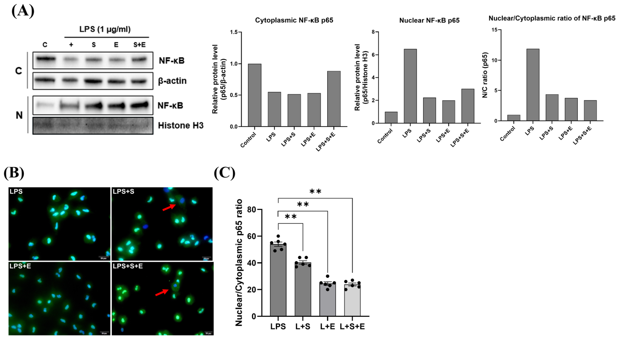 Cells 15 01700 g007