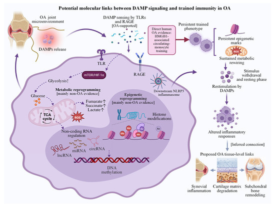 Damage-Associated Molecular Patterns and Trained Immunity of