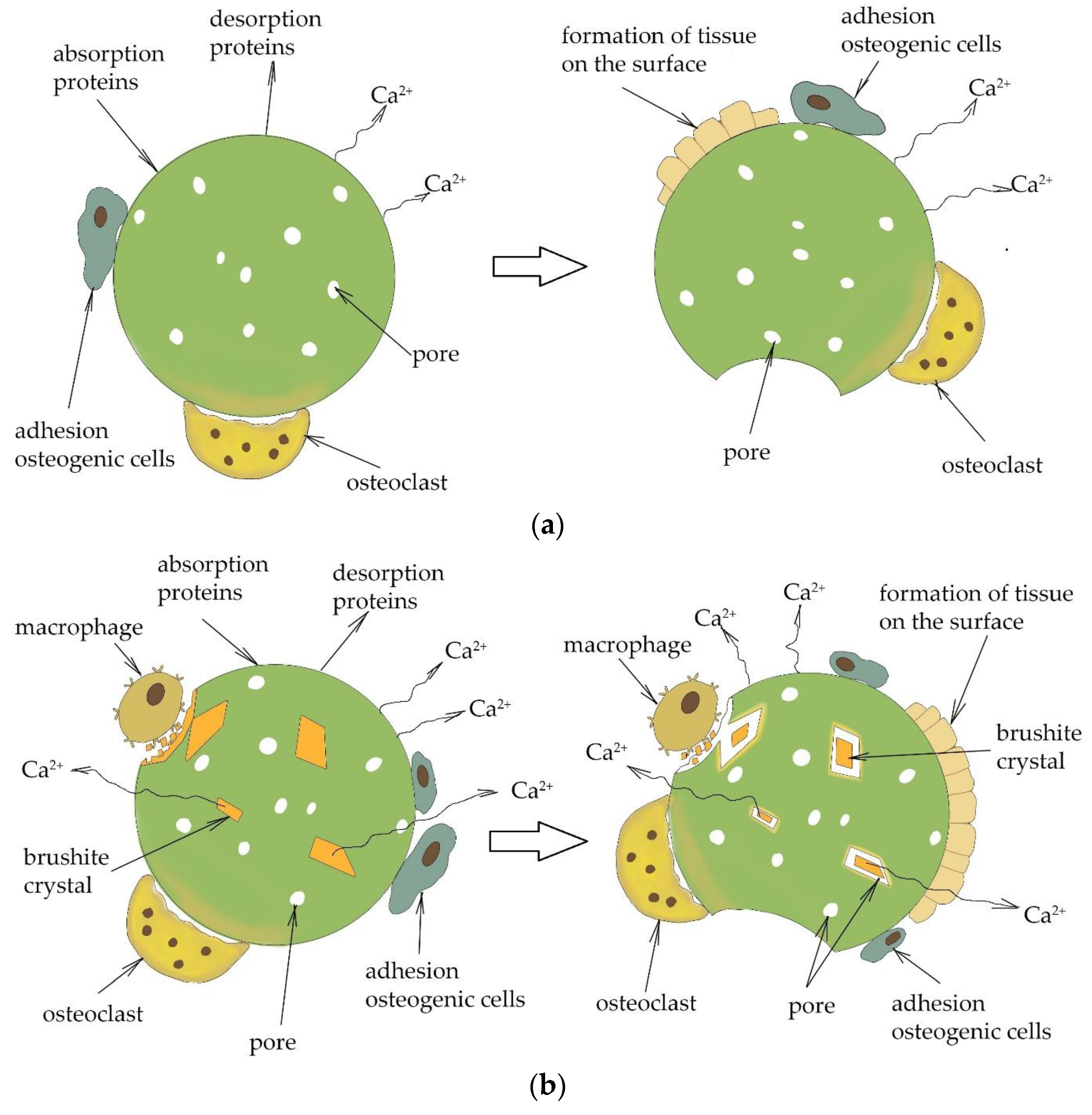 Ceramics 06 00086 g007 Ceramics 06 00086 g007