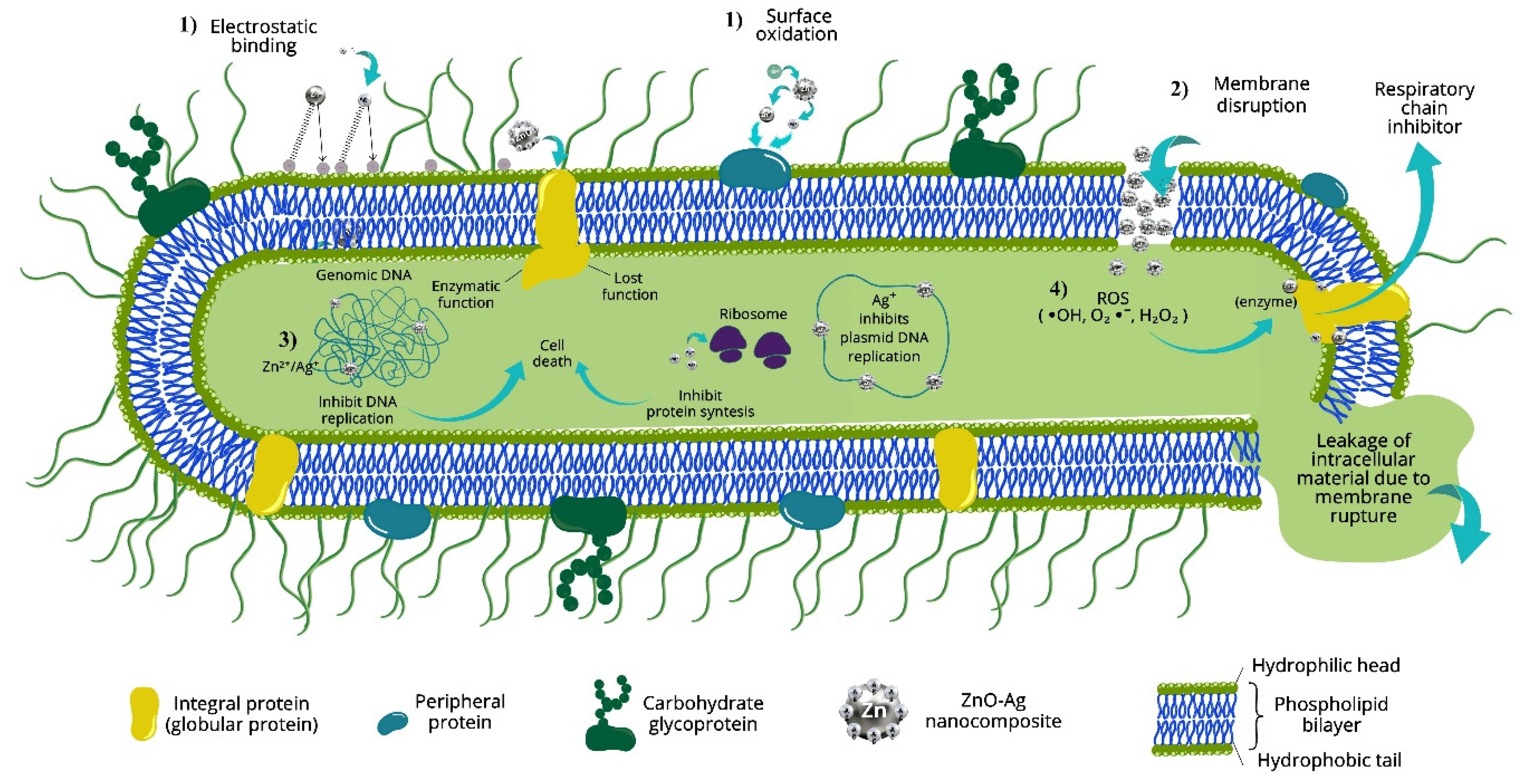 Ceramics 08 00045 g010