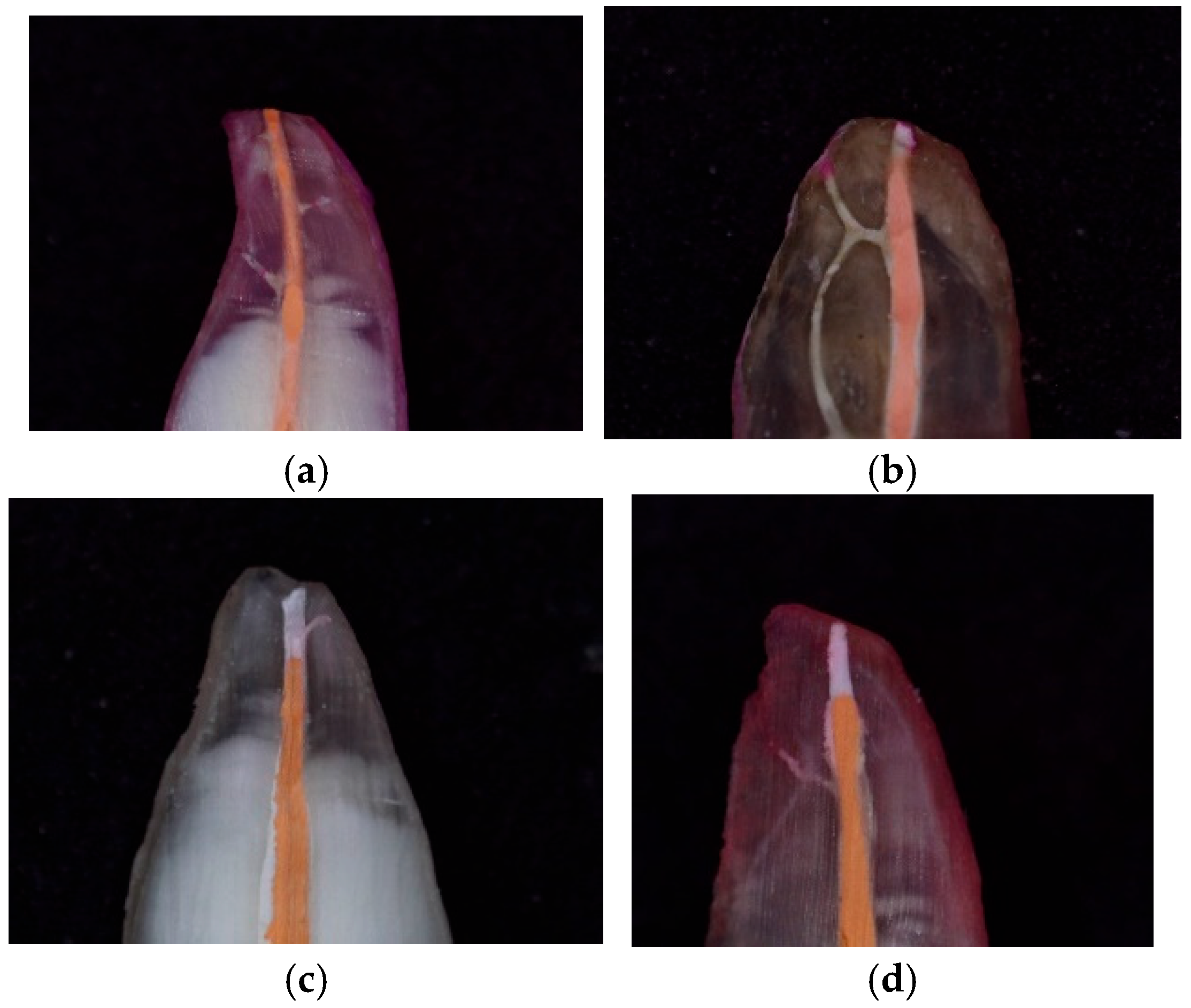 Ceramics 08 00065 g003