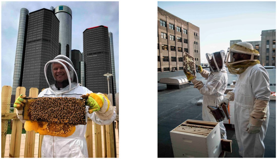 Honey Bees Are Struggling with Their Own Pandemic - Scientific