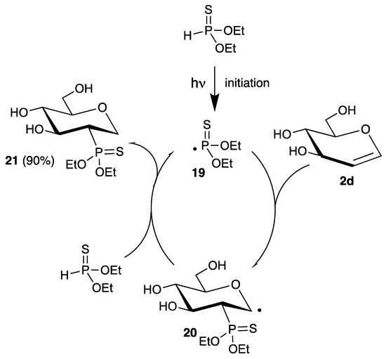 Addition of Heteroatom Radicals to endo-Glycals †