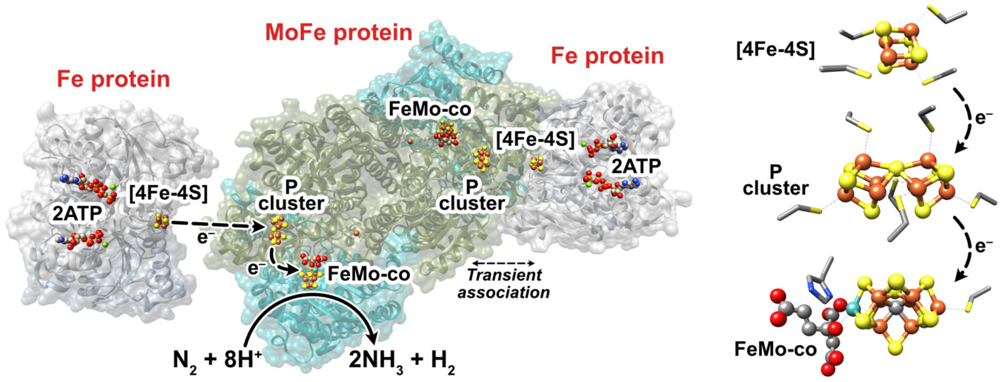 Chemistry Free Full Text Natural And Engineered Electron Transfer Of Nitrogenase Html