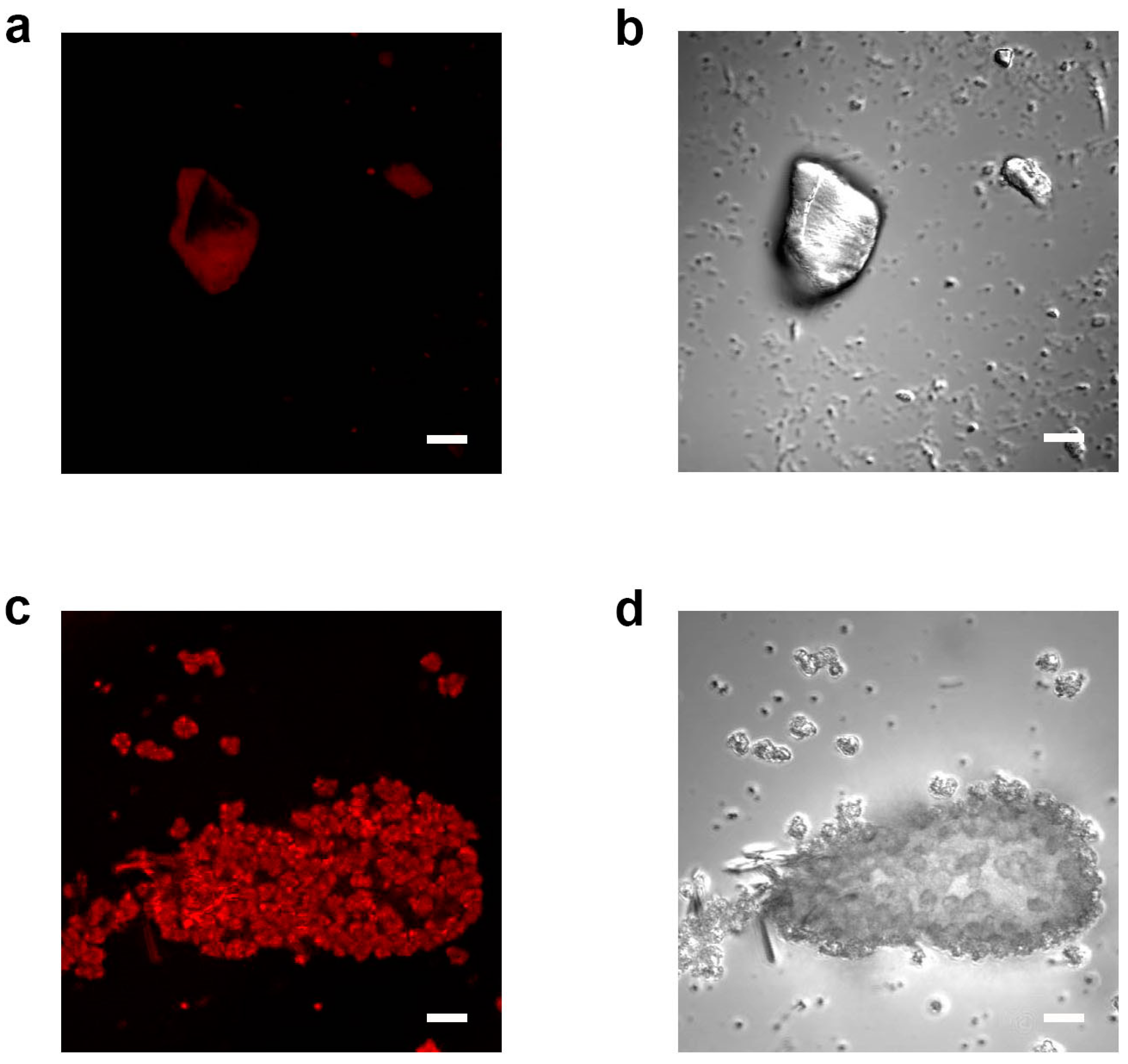 Chemistry 03 00037 g002