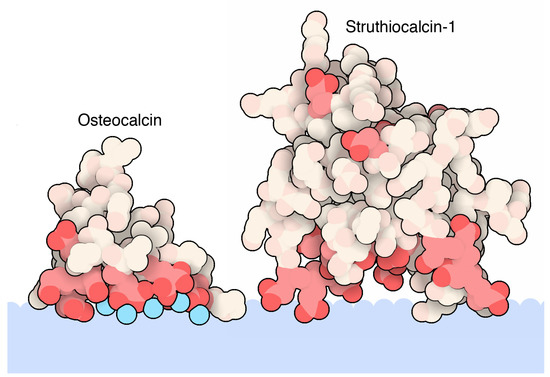 Atomic Details of Biomineralization Proteins Inspiring Protein 