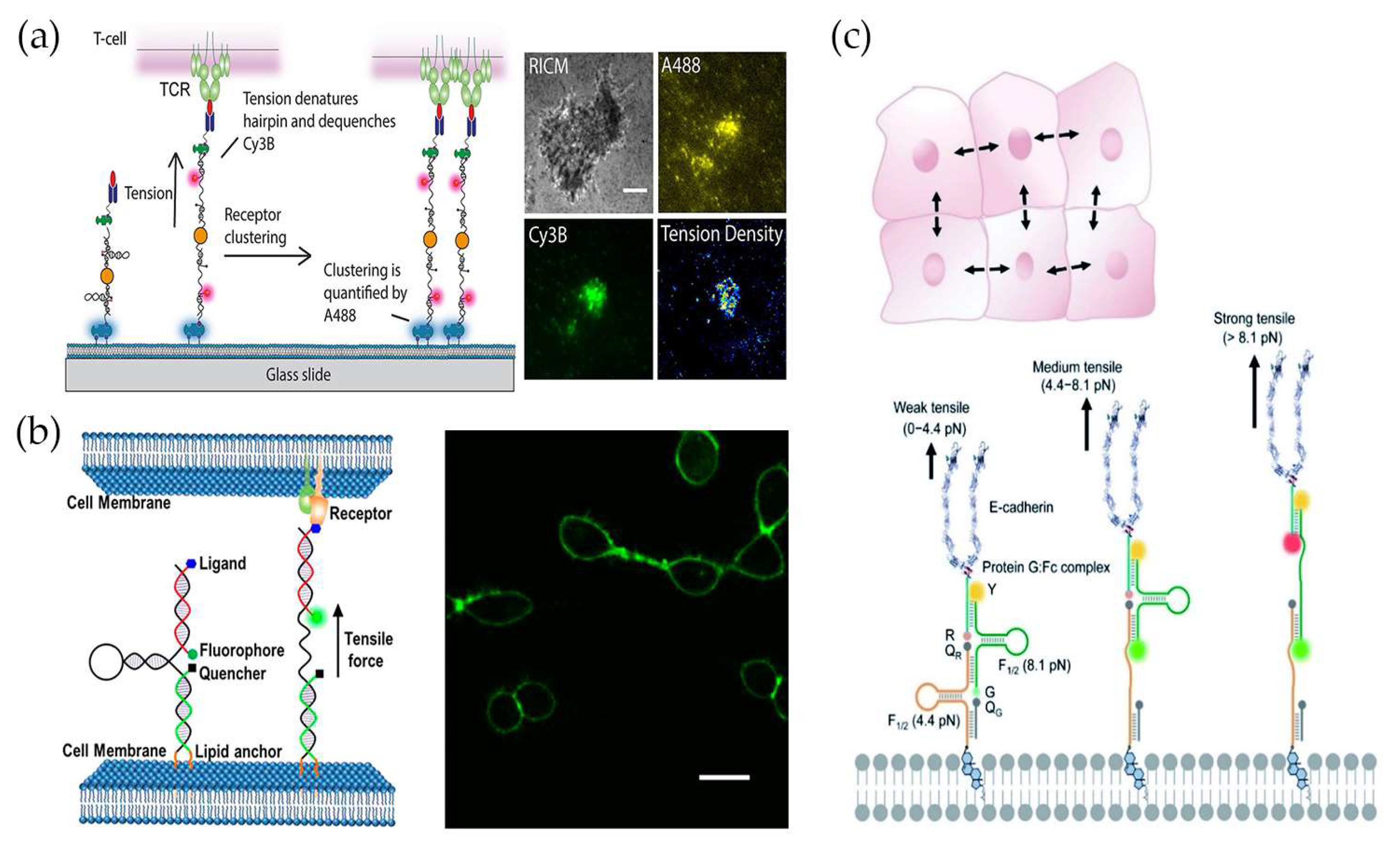 Chemistry 05 00106 g003 Chemistry 05 00106 g003