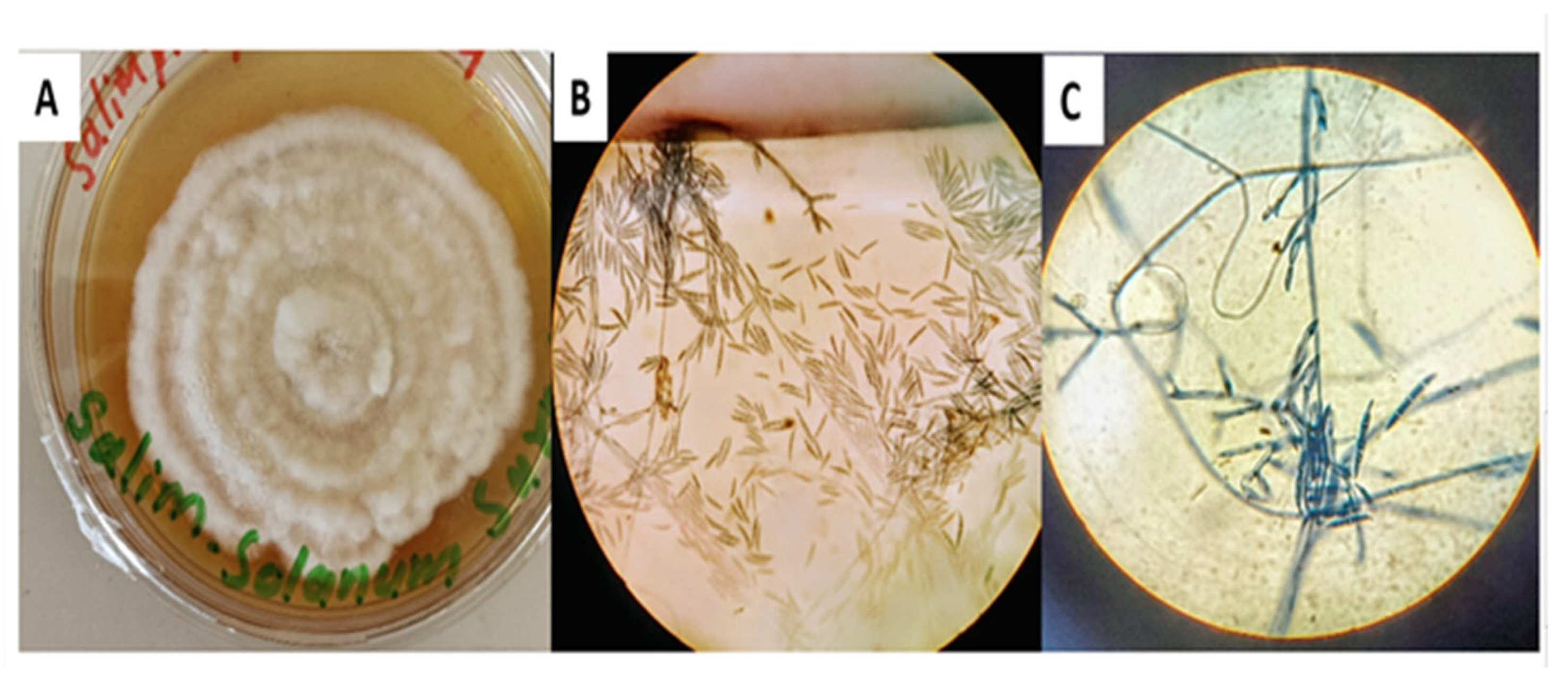 Chemistry 07 00130 g001 Chemistry 07 00130 g001