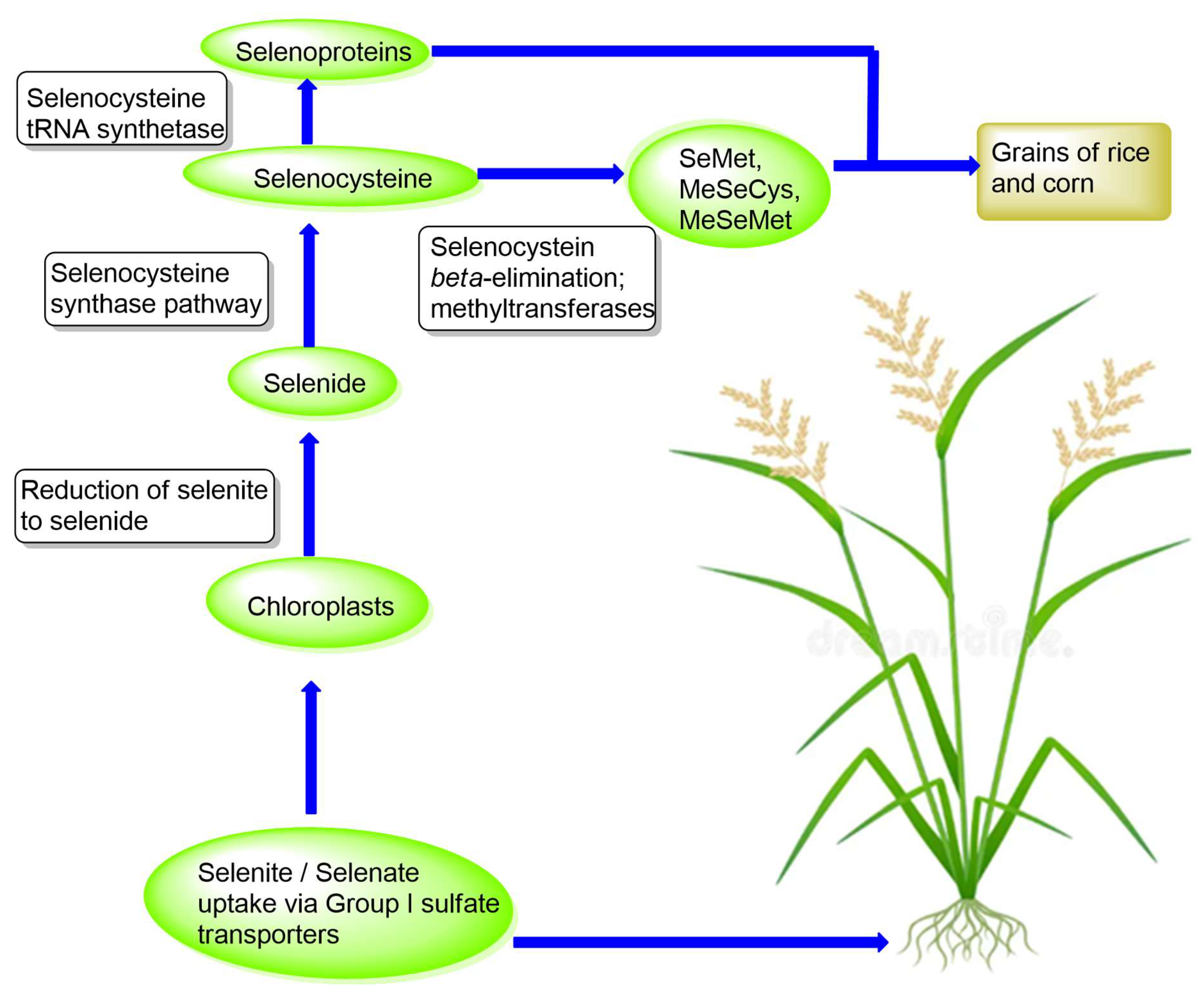 Chemistry 07 00169 g003
