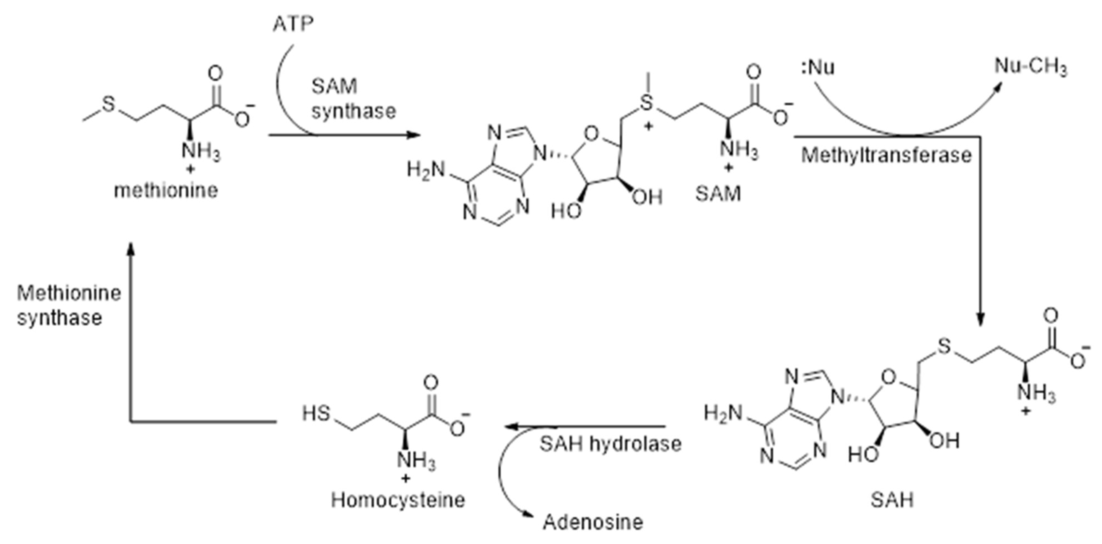 Chemistry 07 00169 sch003