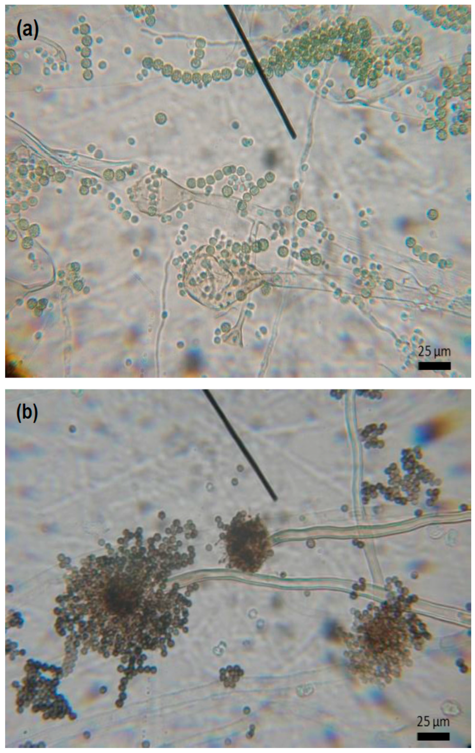 Chemosensors 04 00019 g002