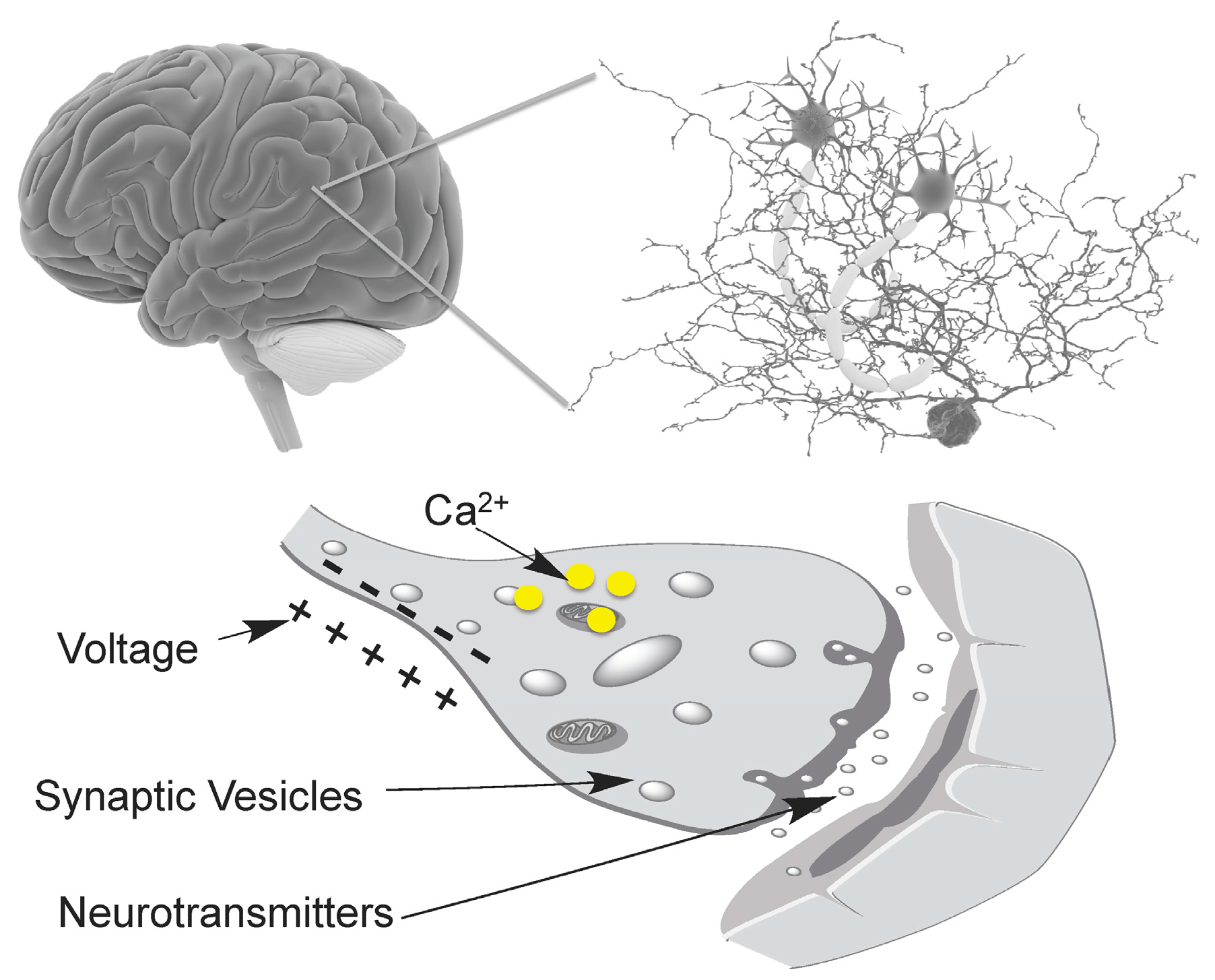 Optical Electrophysiology: Toward the Goal of Label-Free Voltage Imaging